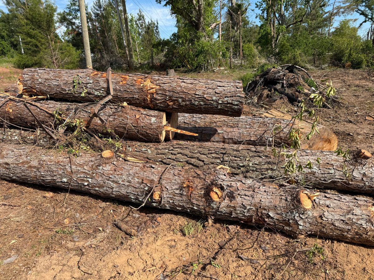 Tree Removal for T N L - Tree and Land Service in Reynolds, GA