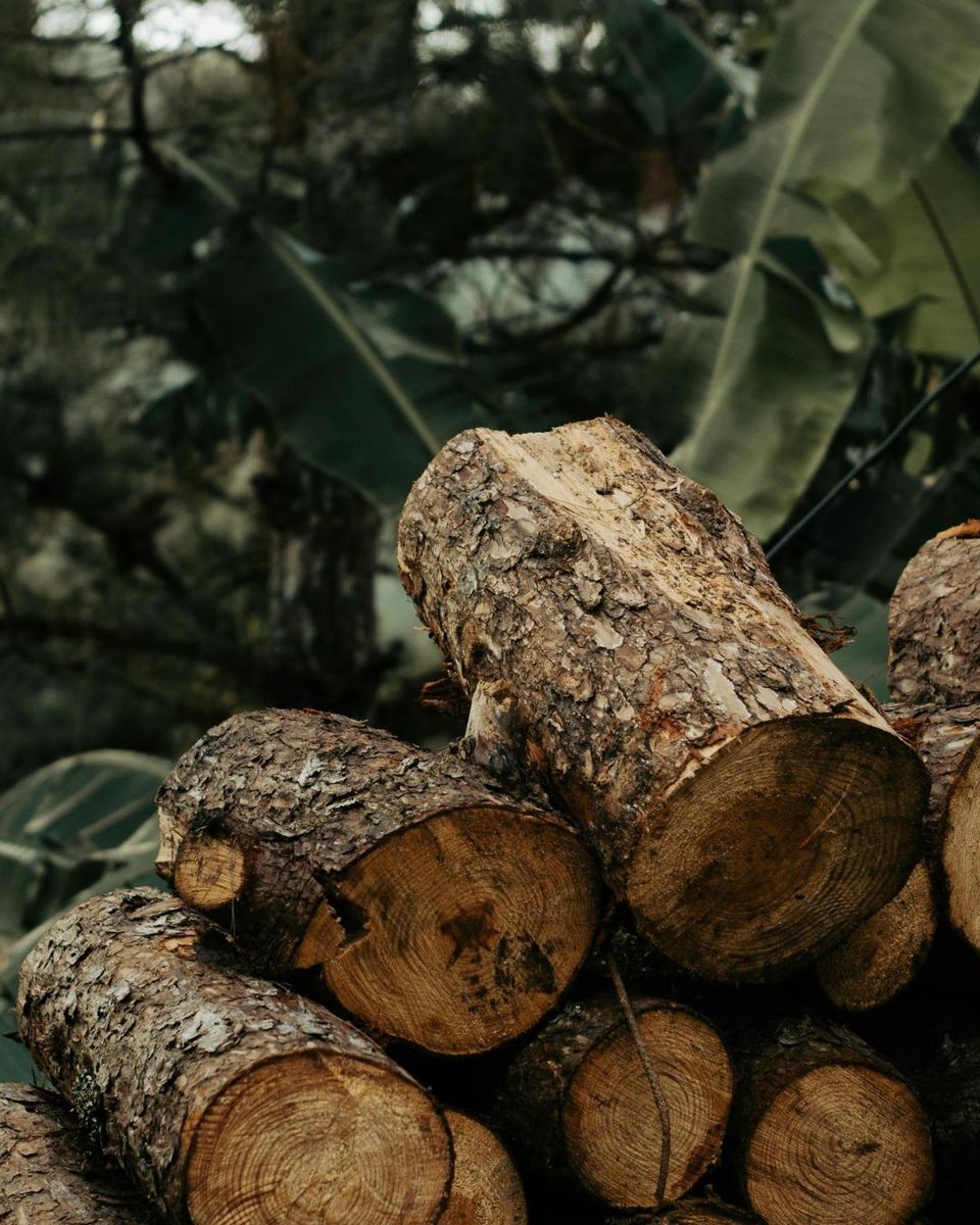 Tree Removal for Oakwood Tree Removal LLC in Oak Creek,  WI