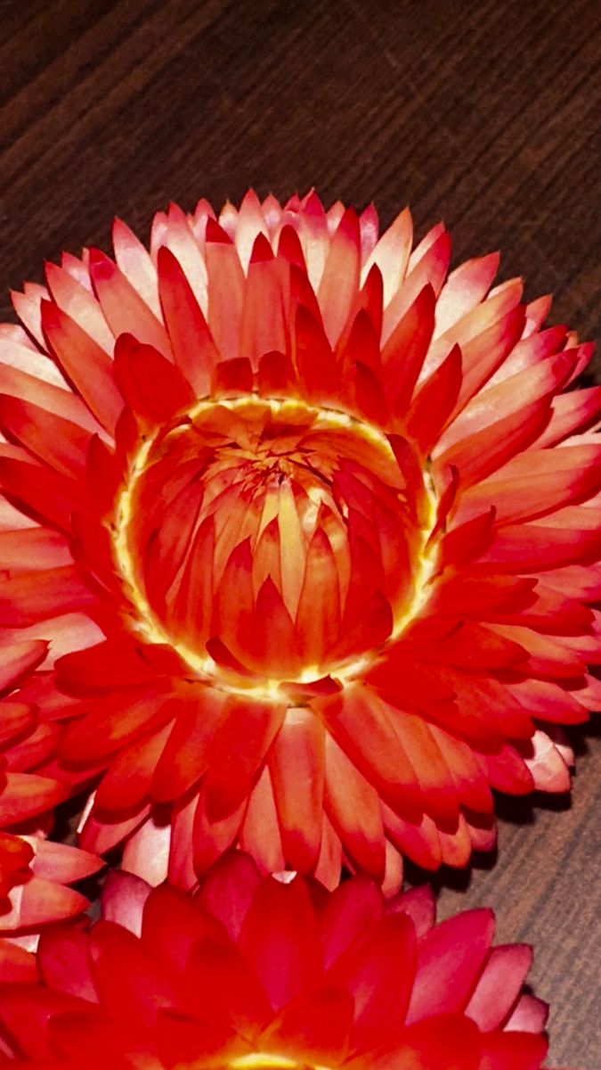 Large Vase Design for The Dailey Daisy in Hardwick, VT