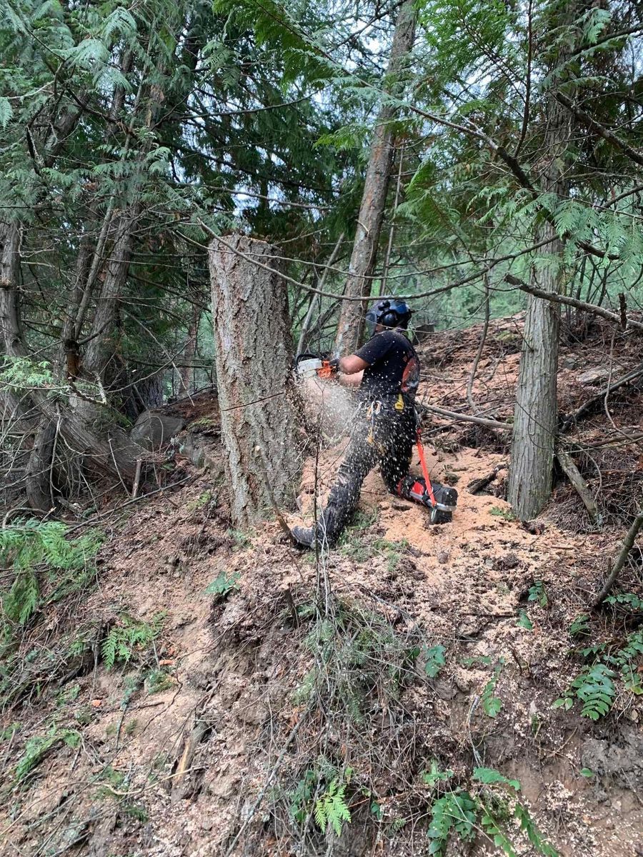 Tree Removal for King & Sons Urban Forestry in Coeur d'Alene, ID