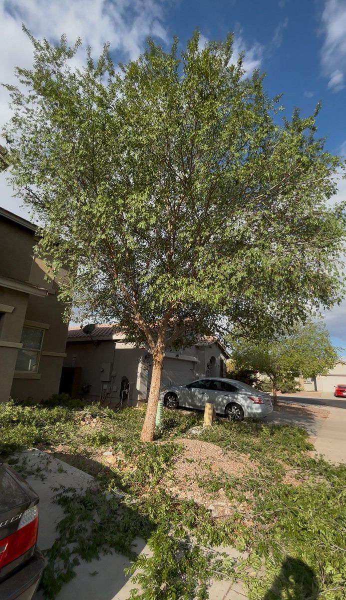 Tree Trimming for Good Hands Landscape in Maricopa, AZ
