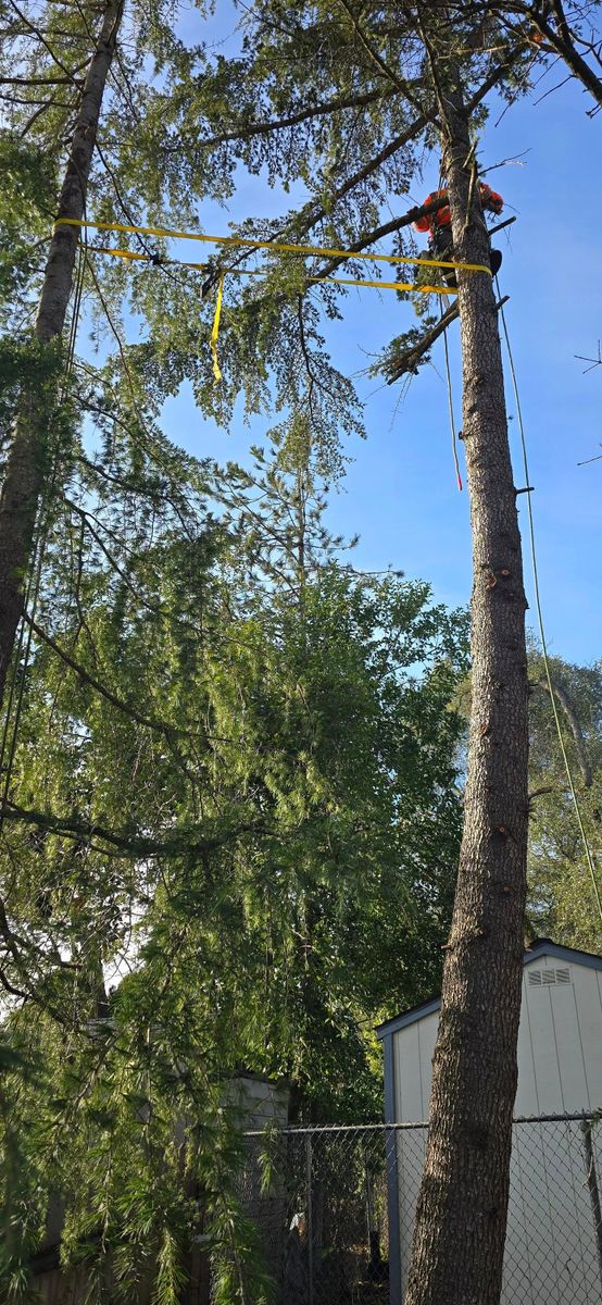 Hazardous Tree Services for George Staddan's Professional Tree Care in Placerville, CA