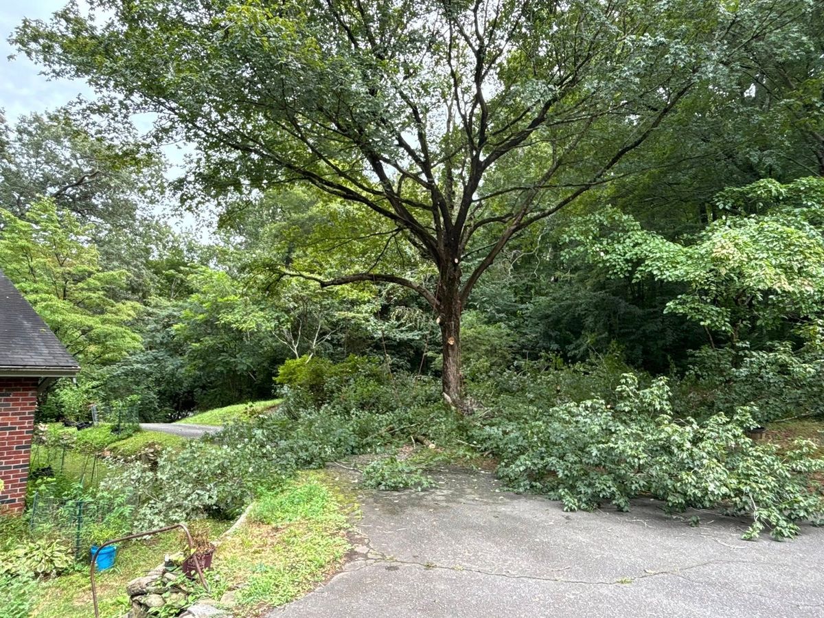 Tree Removal for Total Tree Care in Erwin, North Carolina