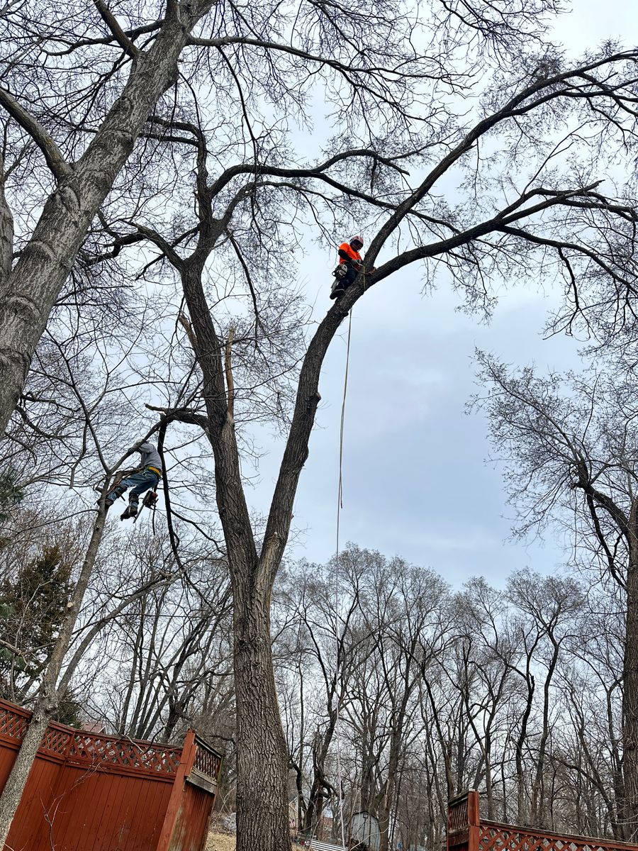 Tree Trimming for Cross Family Tree Service in Kearney, MO