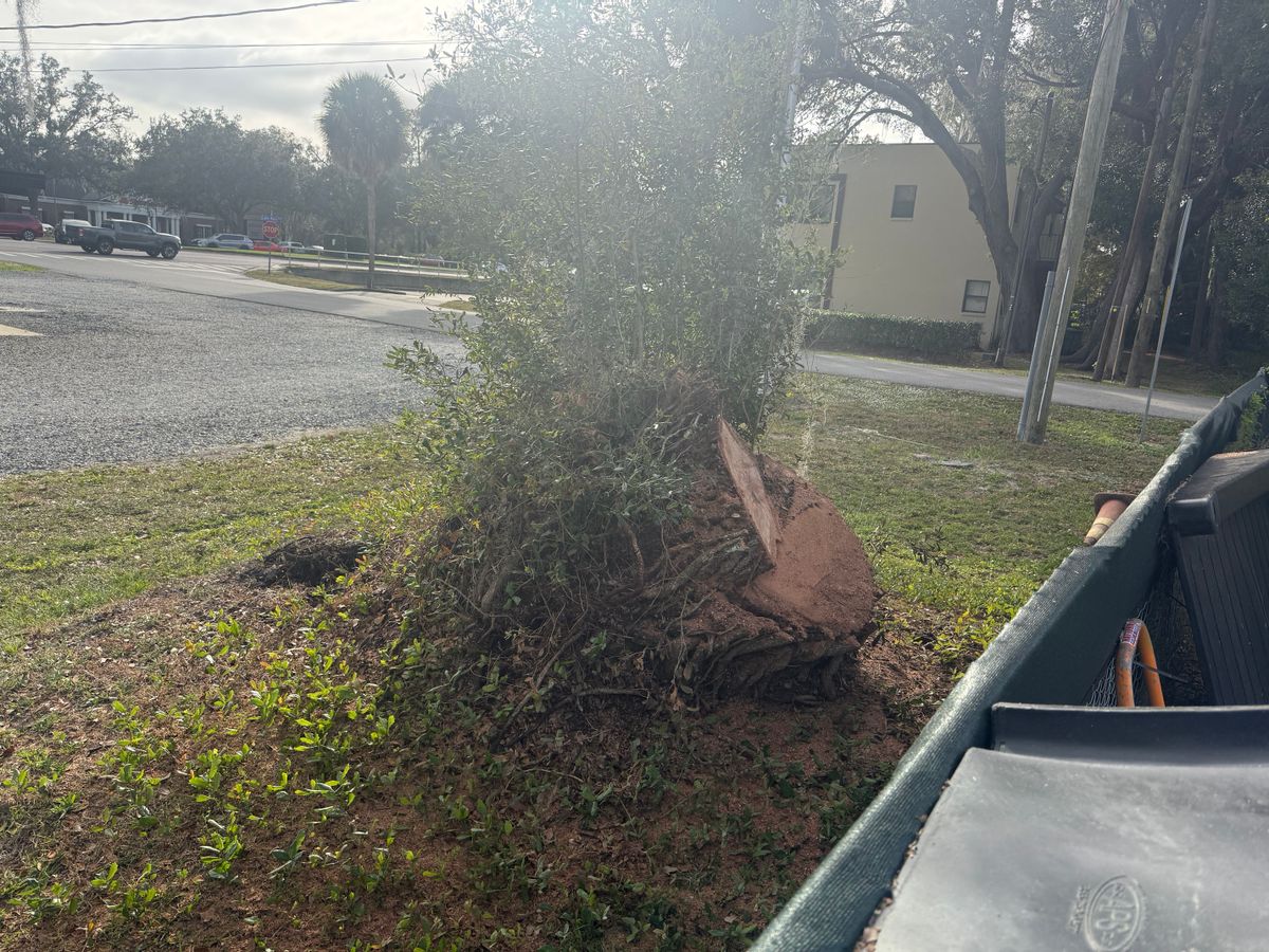 Land Clearing for Amerigrown Tree And Lawn in Apopka, FL