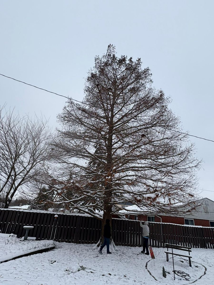 Tree Removal for Dig-It Tree Company in Mason, OH