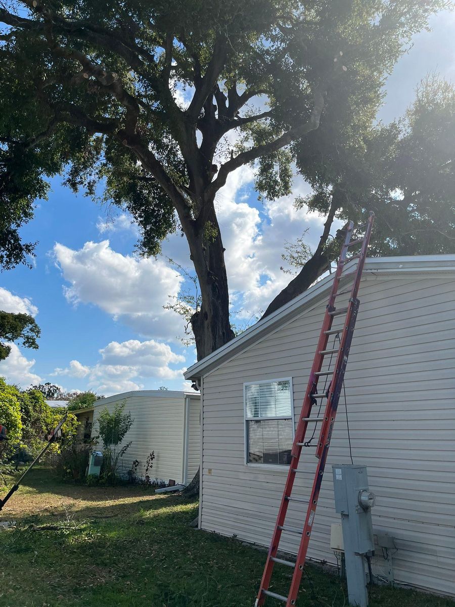 Tree Removal for Bills Tree Service in Valrico, FL
