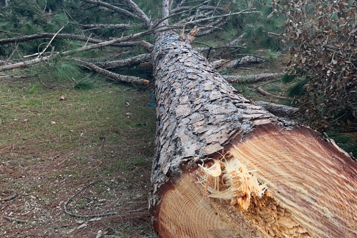 Tree Removal or Trimming  for All American Property Services in High Springs, FL