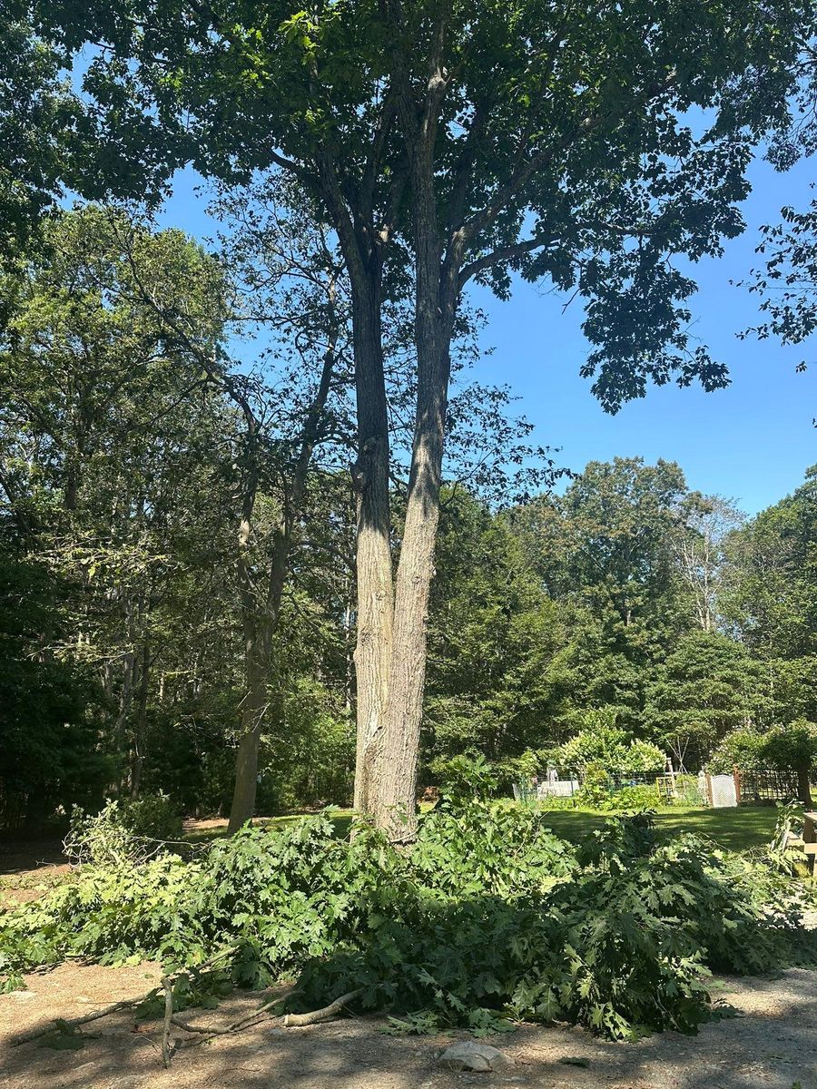Tree Trimming for Silver City Tree and Landscape in Taunton, MA