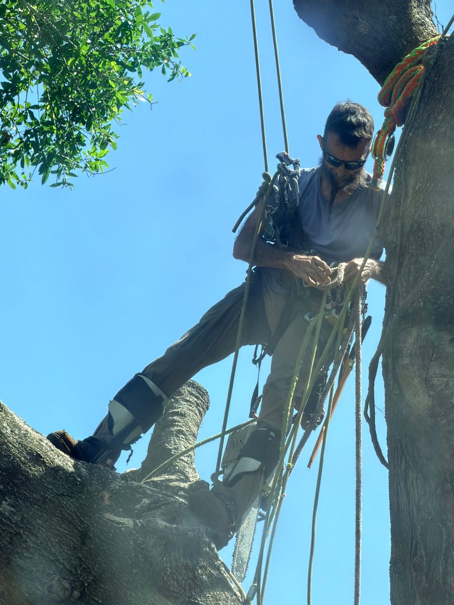 Tree Pruning and Trimming for All Around Guys Tree Service in Ocala, FL