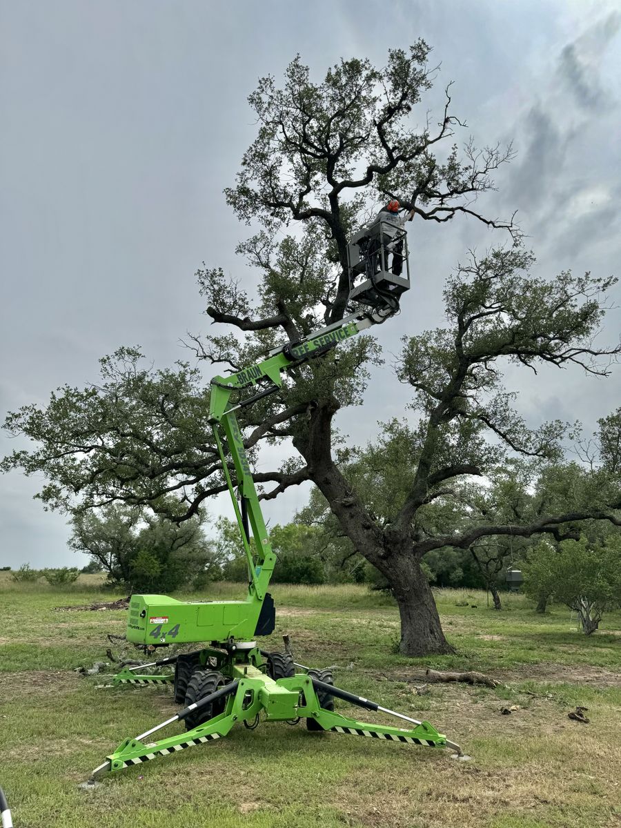 Tree Pruning for Braun Tree Service in Floresville, Texas