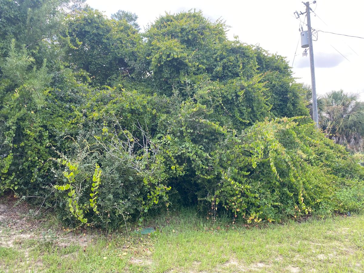 Storm Relief  for Tree Amigos Tree Service in Ocala, Fl