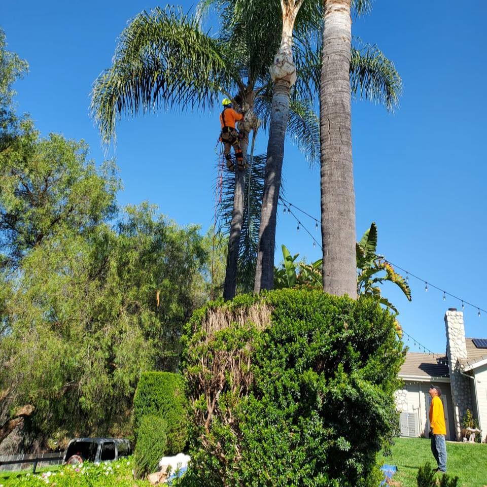 Tree removal for J.R.C Tree Services & Junk Removal in Fallbrook Junction, California