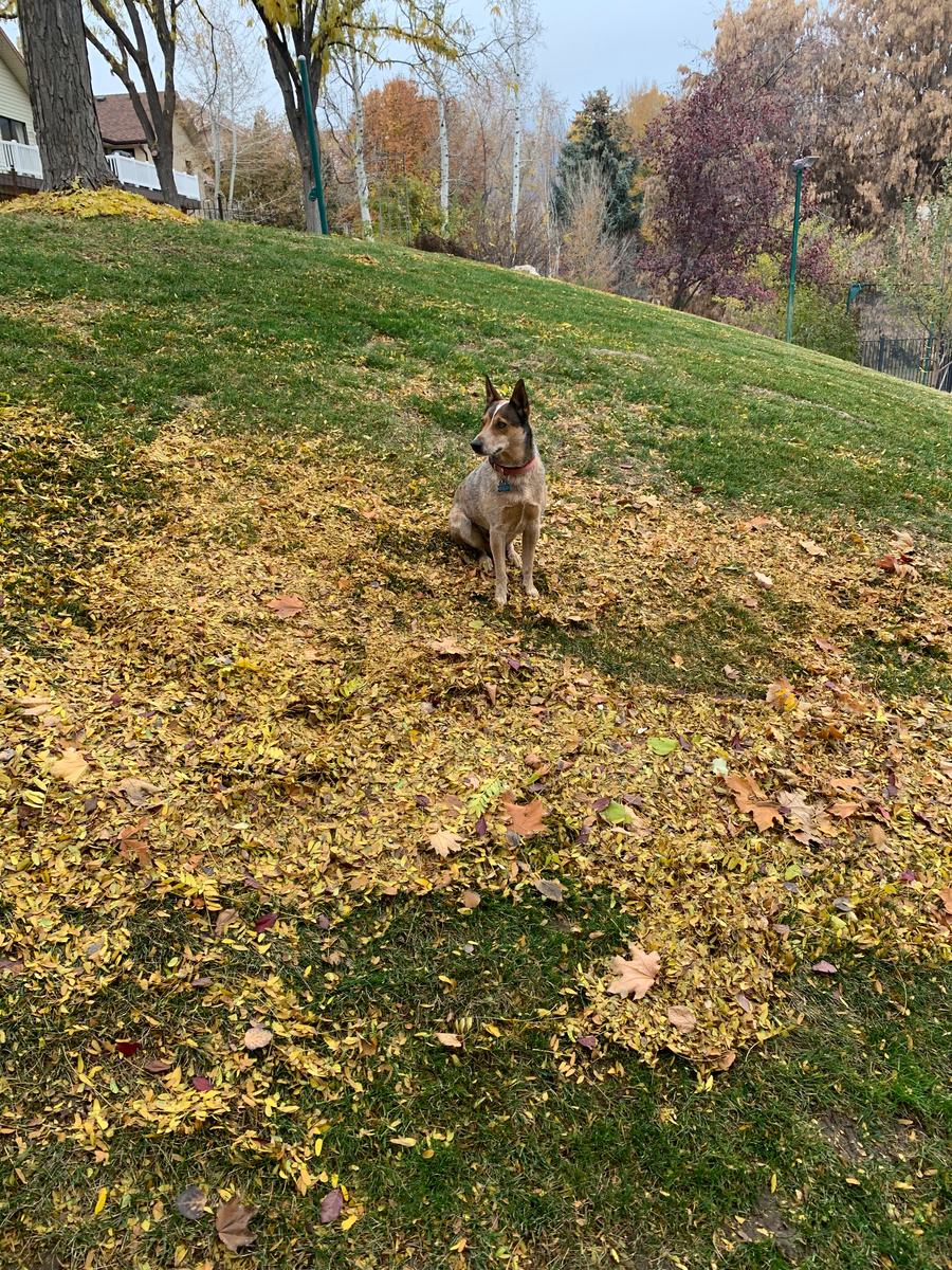 Fall Clean Up for Platinum Lawn Service in Santaquin, UT
