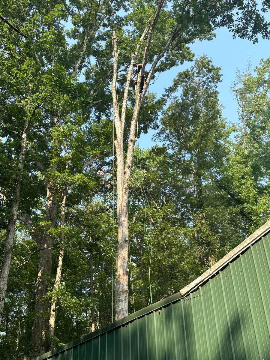 Tree Trimming for Moore’s Tree Service in Chesnee, SC