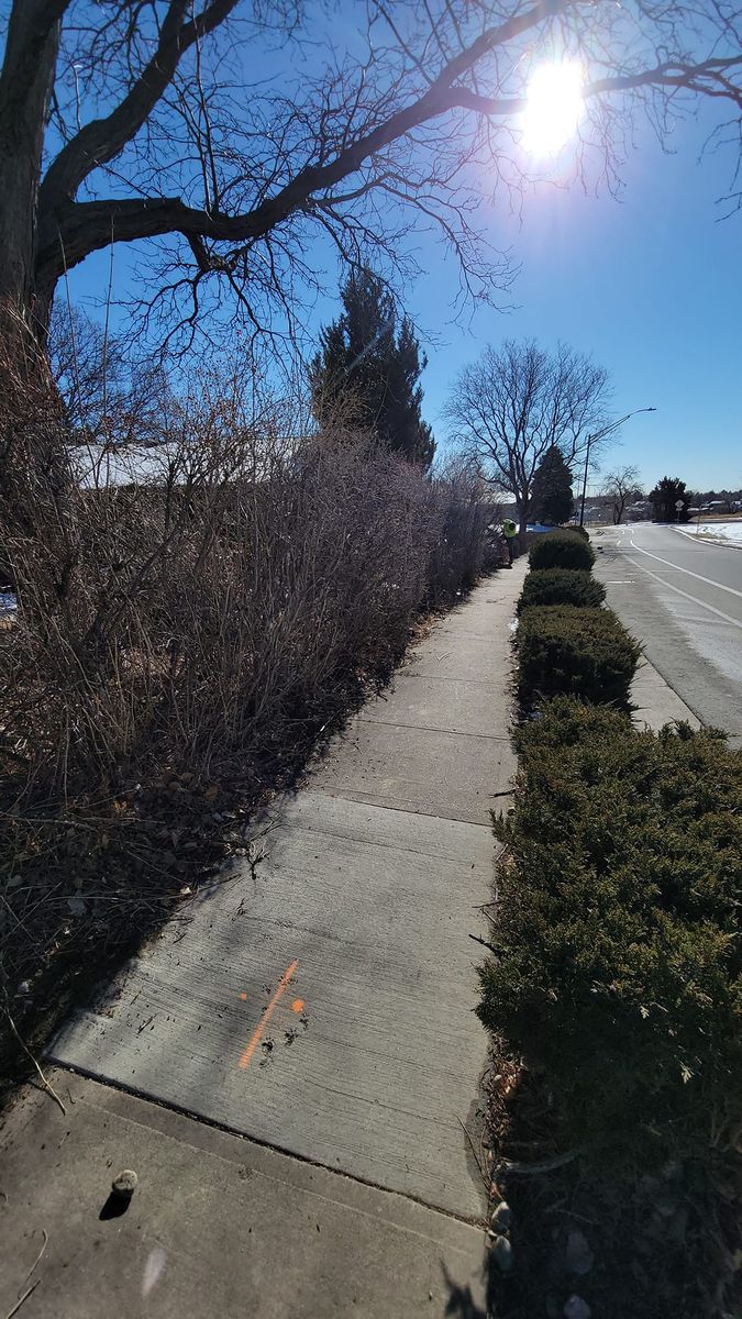 Shrub Trimming for NGL Landscape Company in Denver, CO