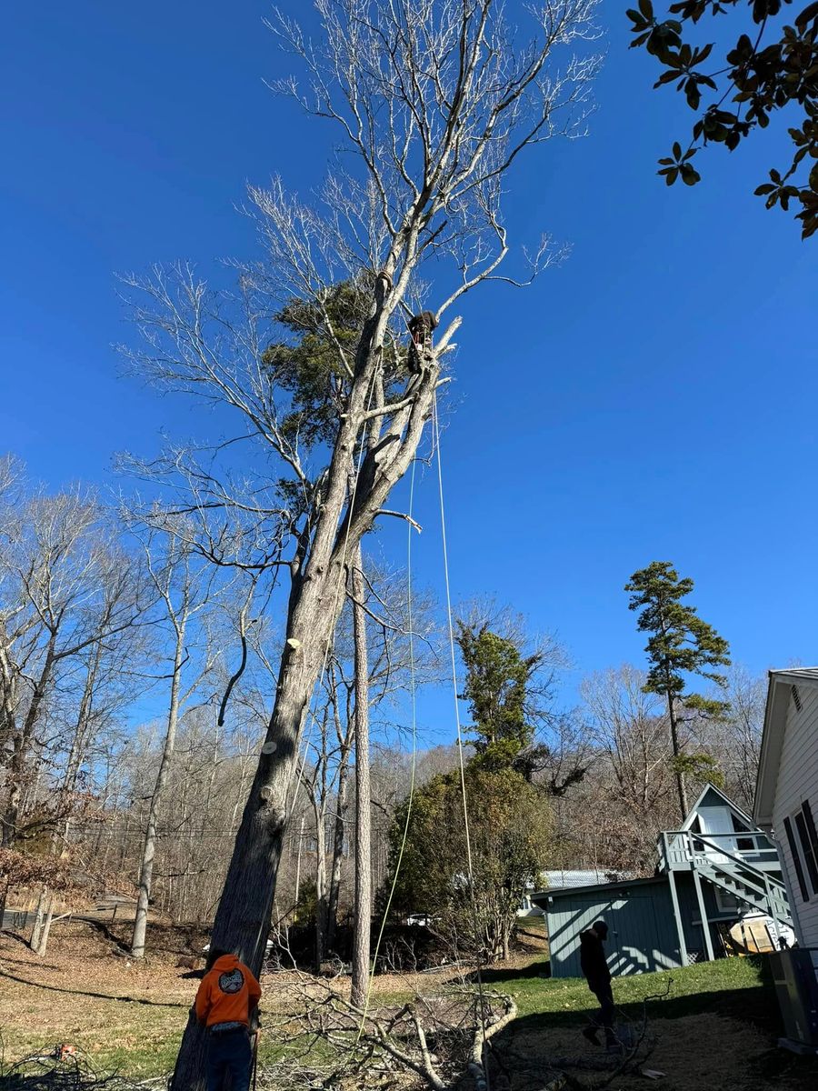 Tree Trimming for DW’s Tree Service in Winston-Salem, NC