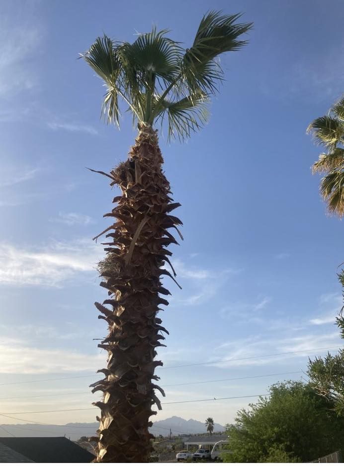 Tree and Stump Removal for Top Notch Landscape Services LLC in Mohave Valley, AZ