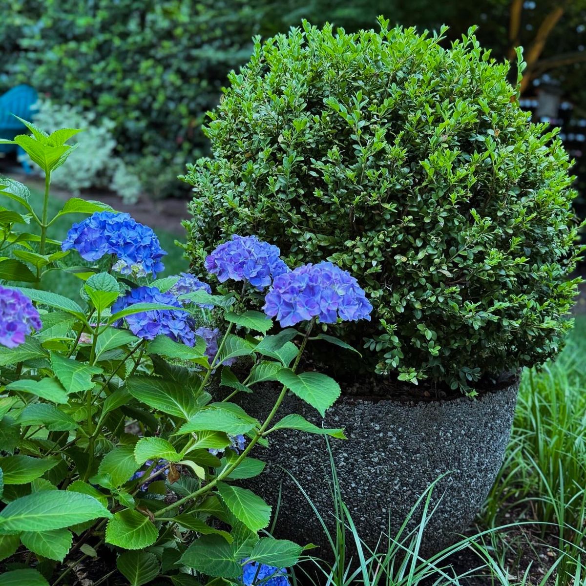 Horticulture Consultation for Courtney Lewis Landscape Design in Portland, OR