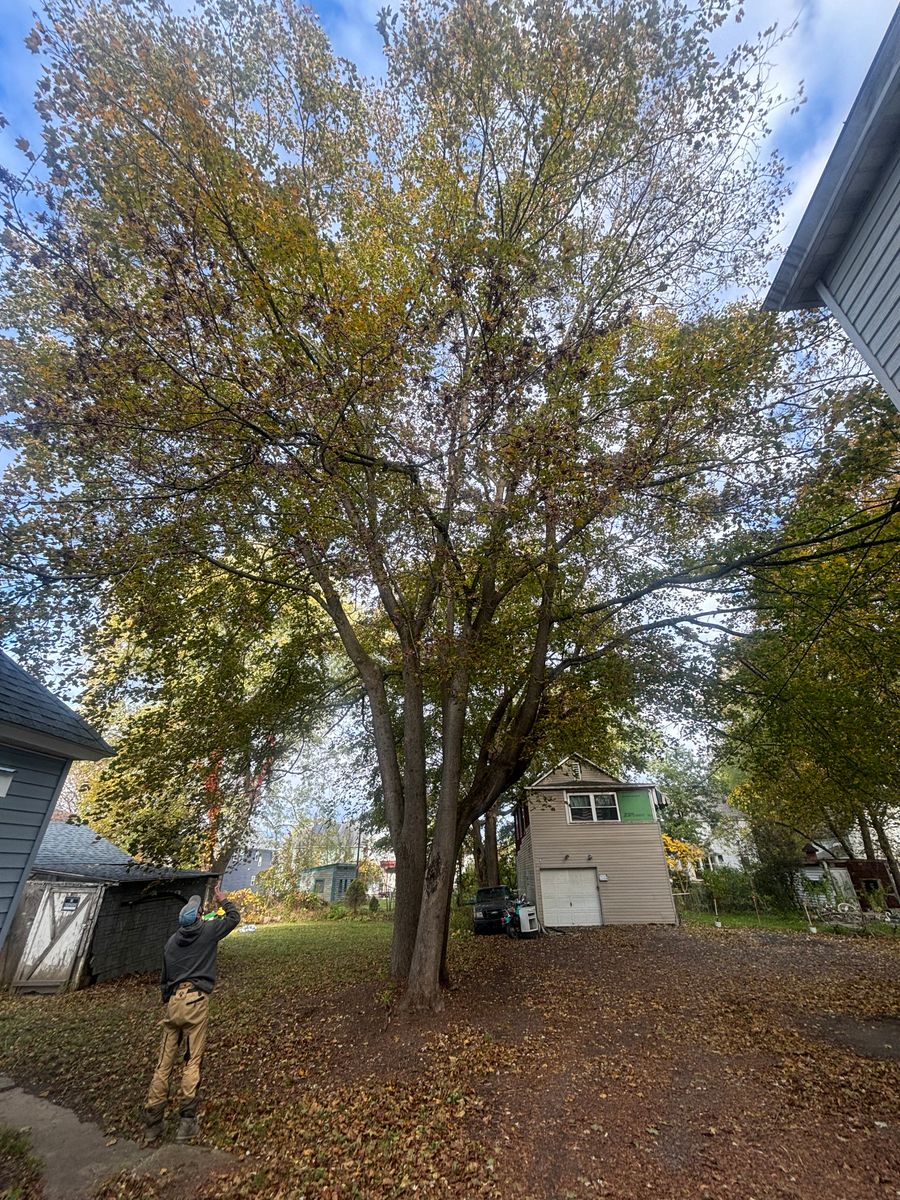 Tree Removal for T's Trees in Albany, NY