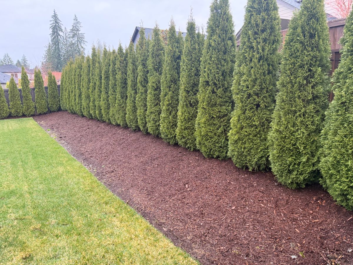 Shrub Trimming for Churape And Son's Landscaping in Vancouver, WA