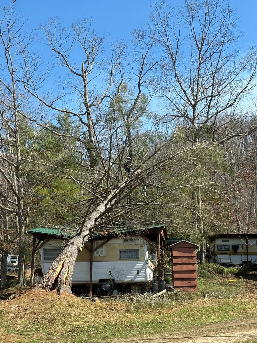 Tree Removal for Skys The Limit Tree Management in Morehead, KY