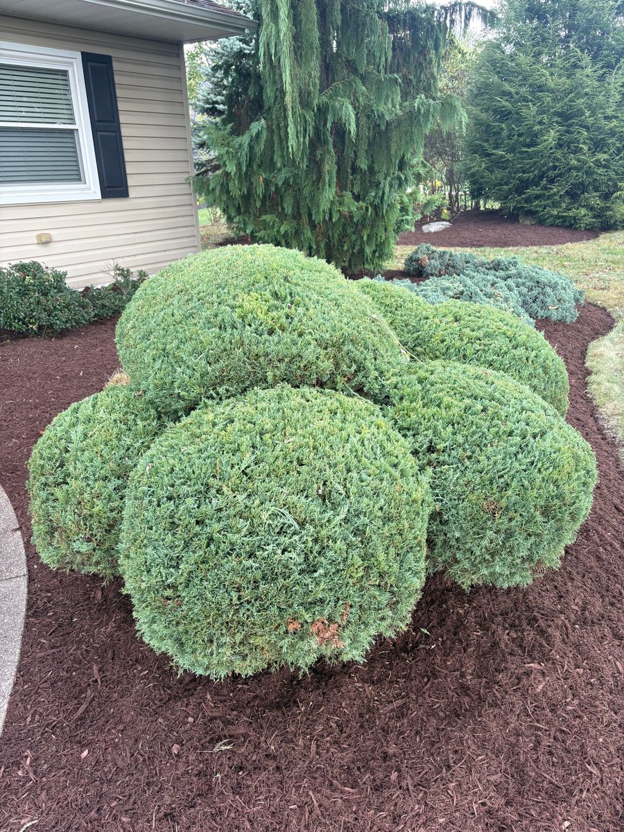 Bush & Hedge Shaping for Cam Yardz in Washington, PA