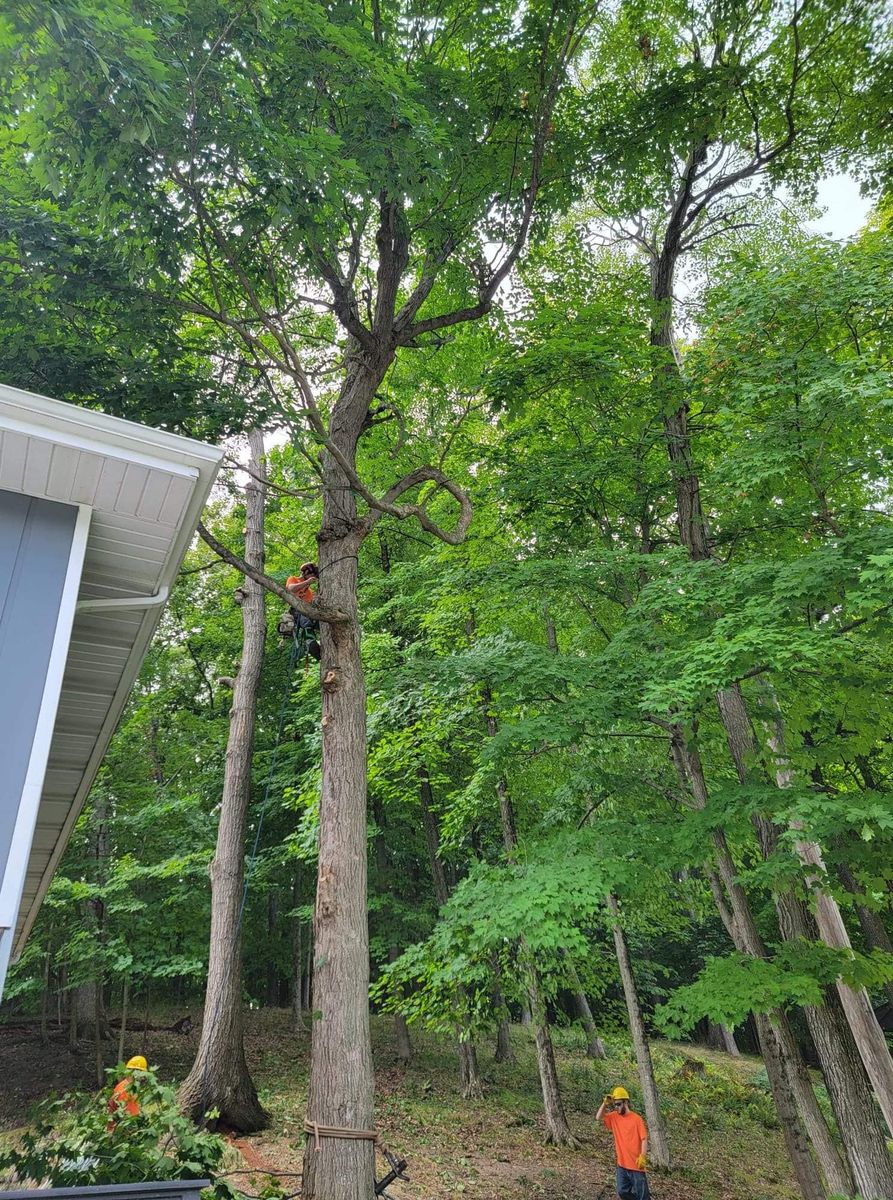 Tree Removal for Highborn Tree Service in Wheatfield, IN