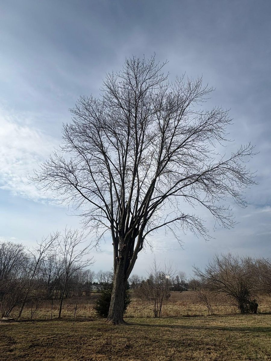 Tree Removal for Dig-It Tree Company in Mason, OH