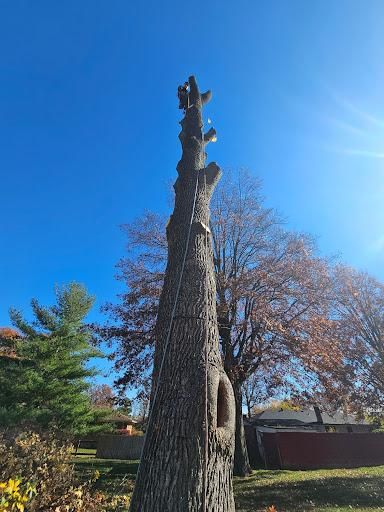 Tree Removal for Ryt's Landscaping LLC in Cincinnati, OH