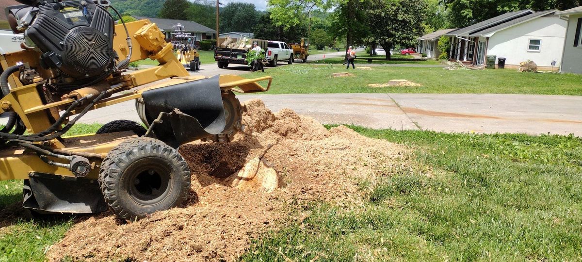 Stump Removal for Rush Tree Specialist in Knoxville, TN