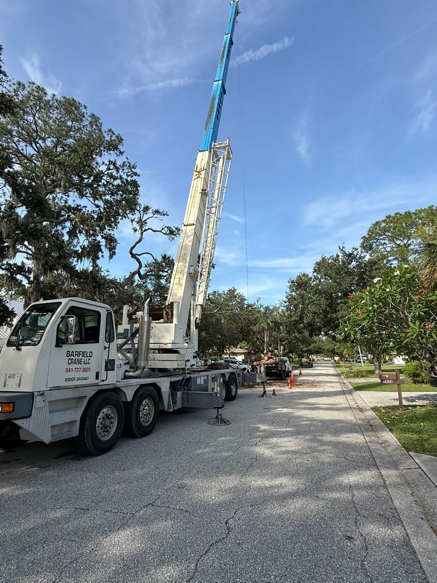 Palm Pruning for Damian’s Tree Care in Sarasota, FL