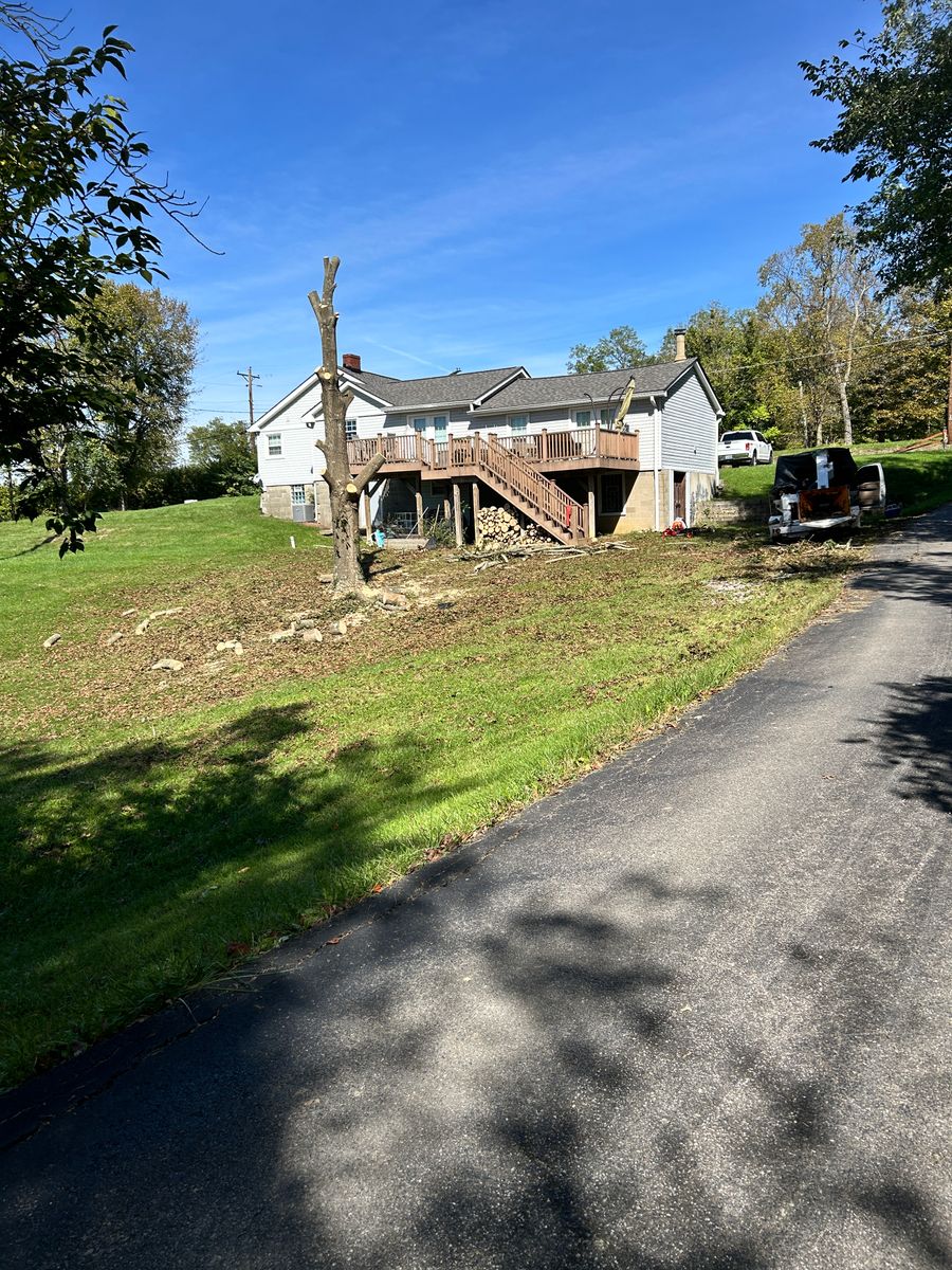 Tree Removal for Terra Steel Creations in Independence, KY