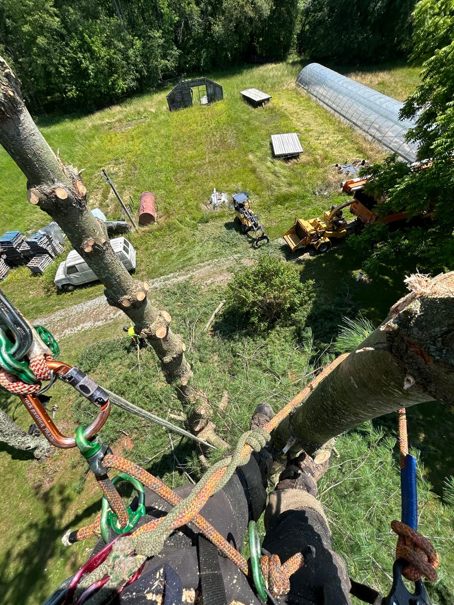 Tree Trimming for Hingewood Tree Service in Salem, NJ