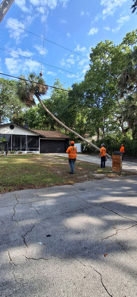 Tree Removal for Daniel Hickey’s Tree Service in DeLand, FL