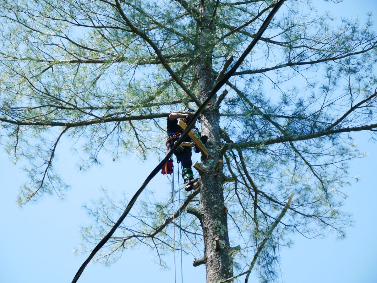 Tree Trimming for Lanes Outdoor Solutions in Lexington, NC