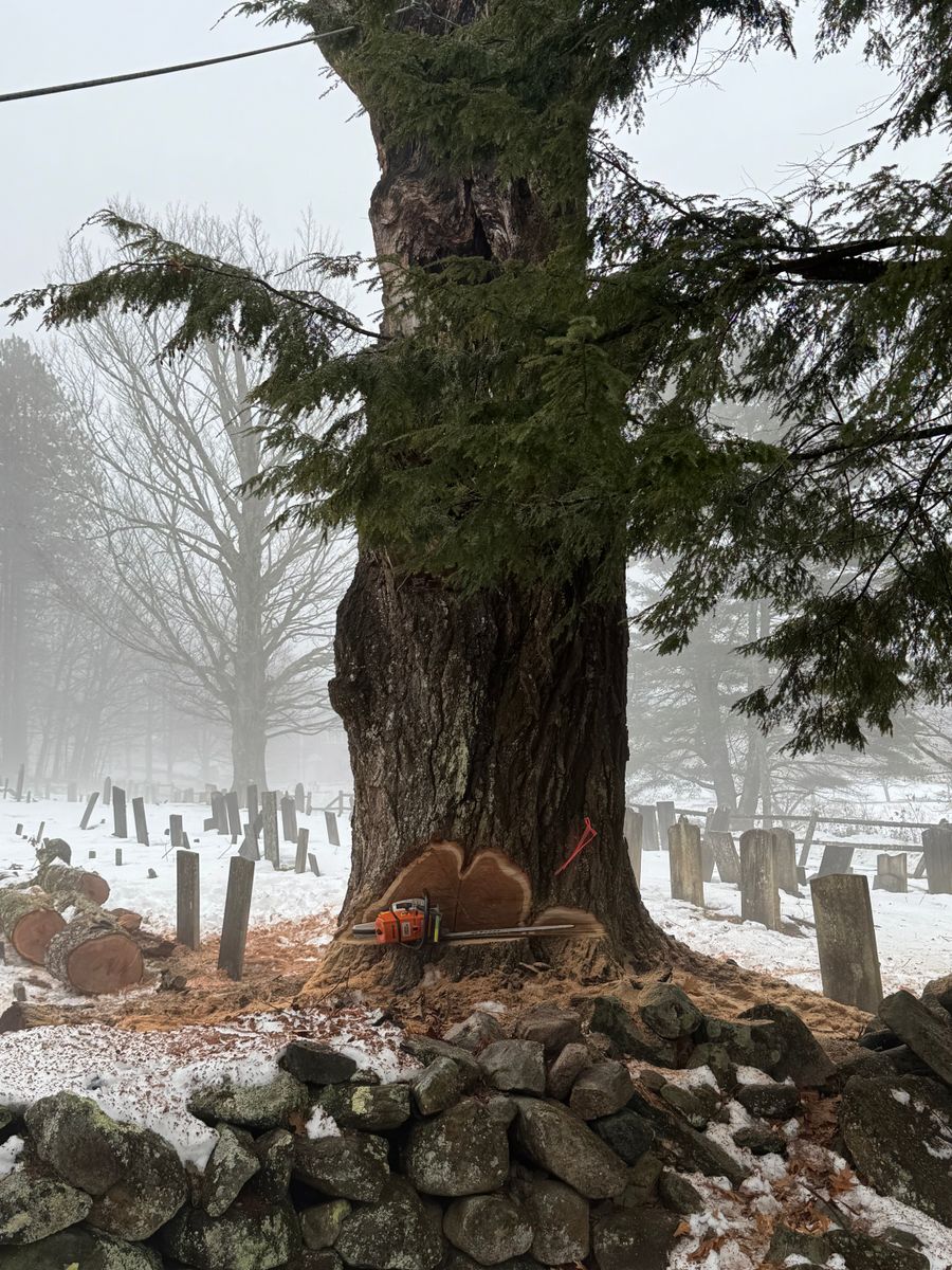 Tree Removal & Pruning for Clifford’s Quality Tree Care & Landscaping in Enfield, NH
