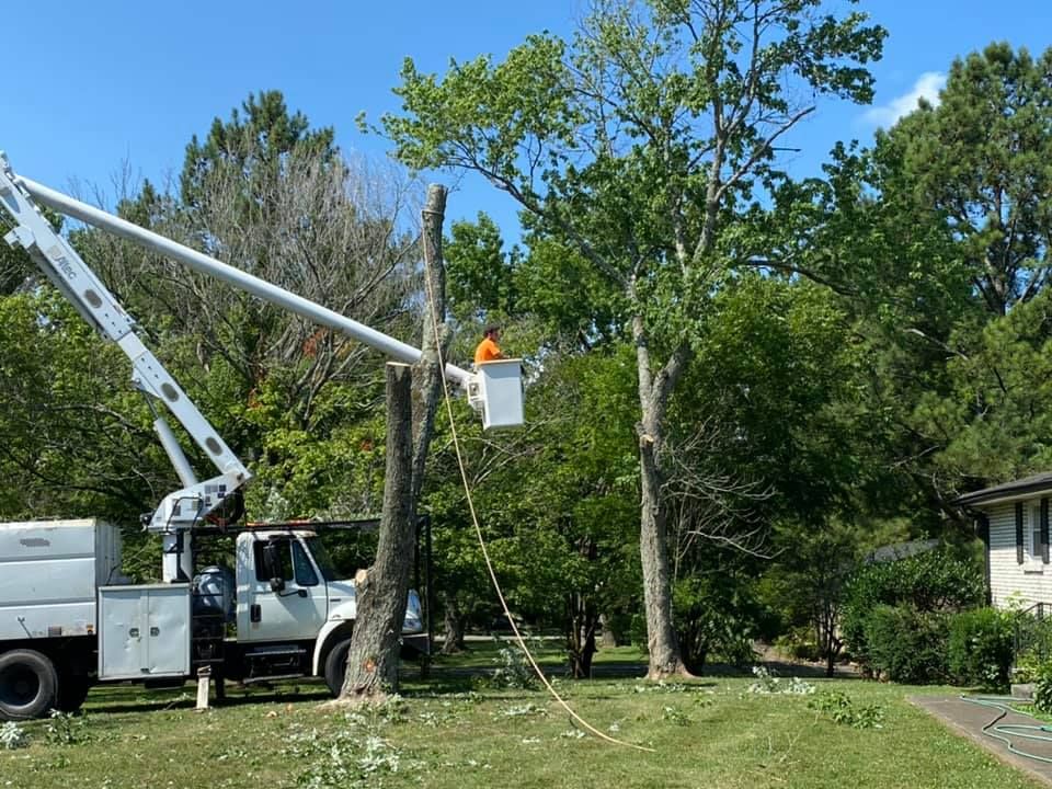 Tree Trimming for JayBird Tree Service  in Goodlettsville, TN