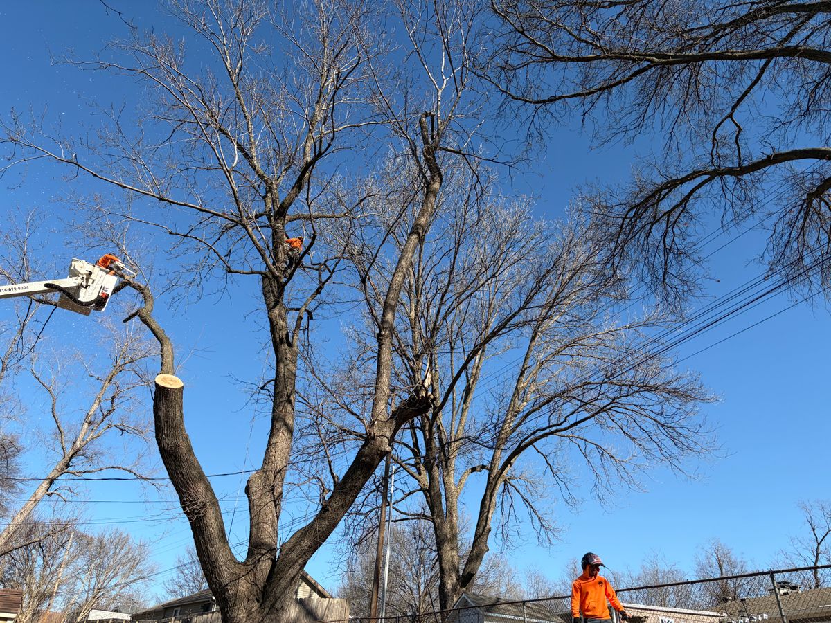 Tree Trimming for Cross Family Tree Service in Kearney, MO
