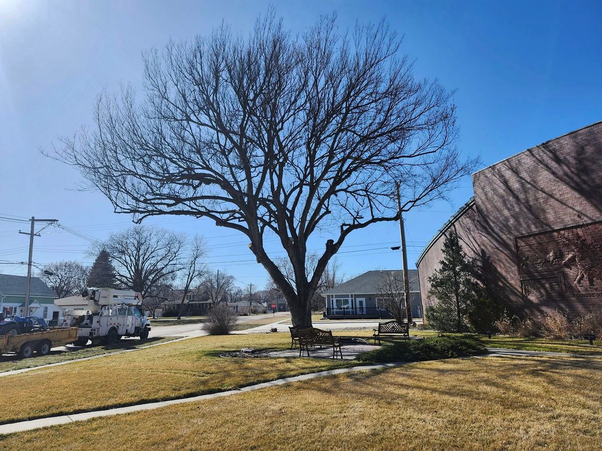 Tree Trimming for Uprooted LLC in Norfolk, NE