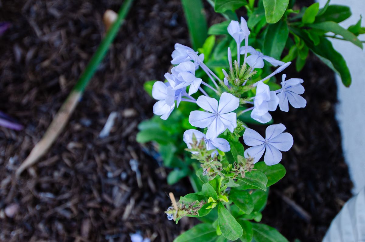 Lawn Maintenance for Citiscapes, LLC in Phoenix, AZ