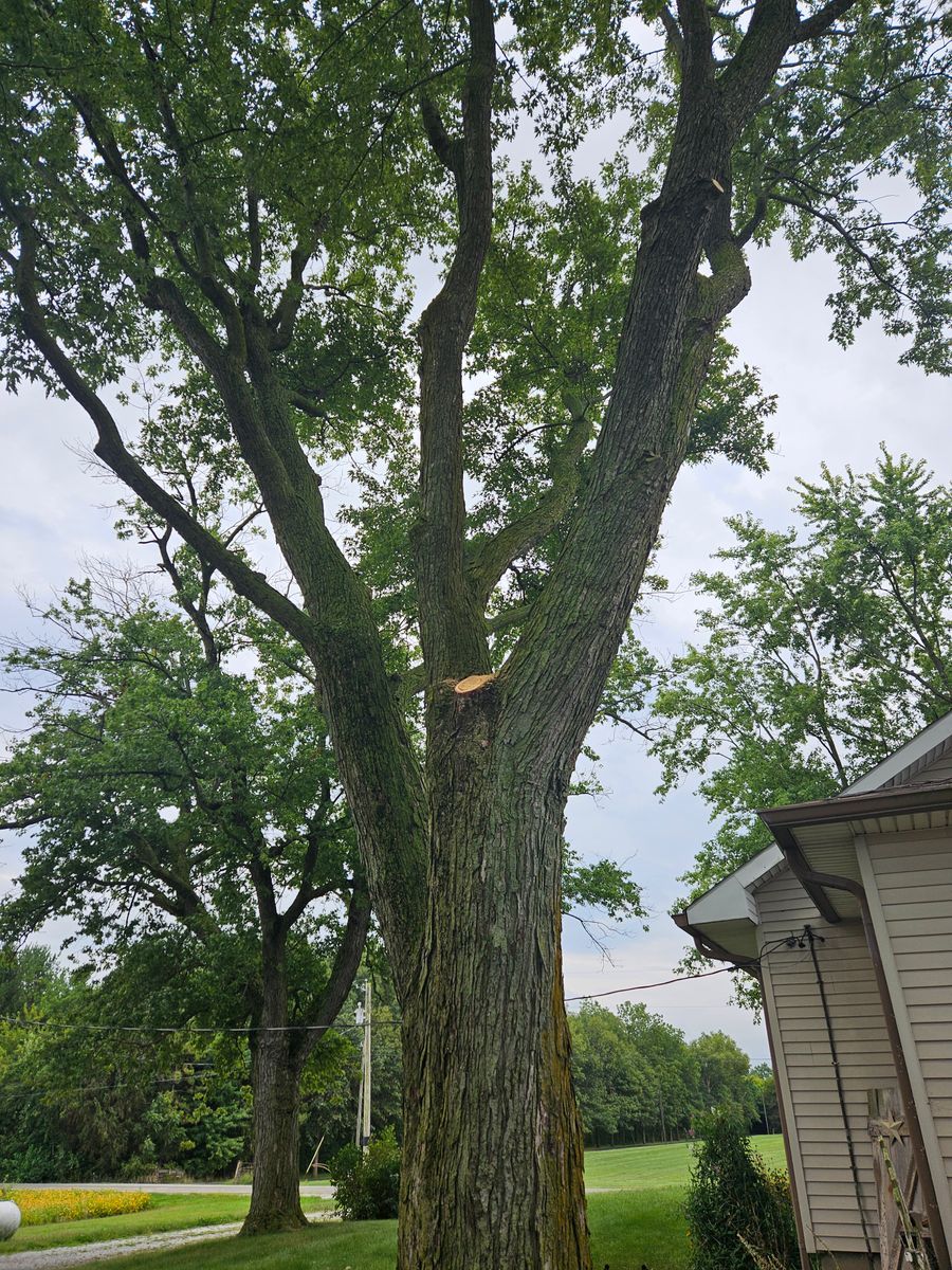 Tree Pruning & Trimming for Highborn Tree Service in Wheatfield, IN