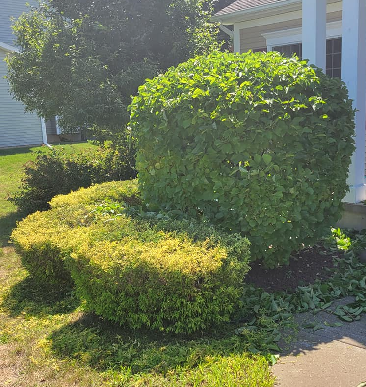Hedge Trimming for T's Trees in Albany, NY