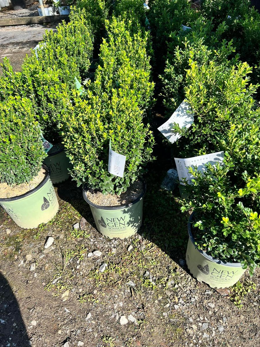 Landscaping for Sanchez Z. Landscaping in Memphis, TN