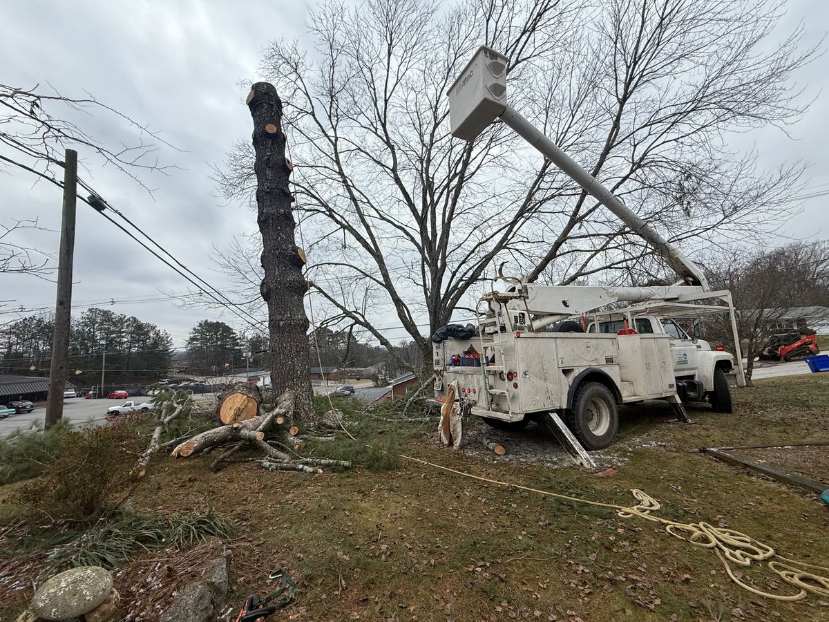 Tree Trimming for Lucky’s Tree Removal and Landscape Services in Clinton, TN