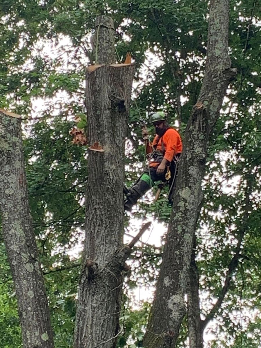 Tree Trimming for Grainger Tree Service in Blaine, TN