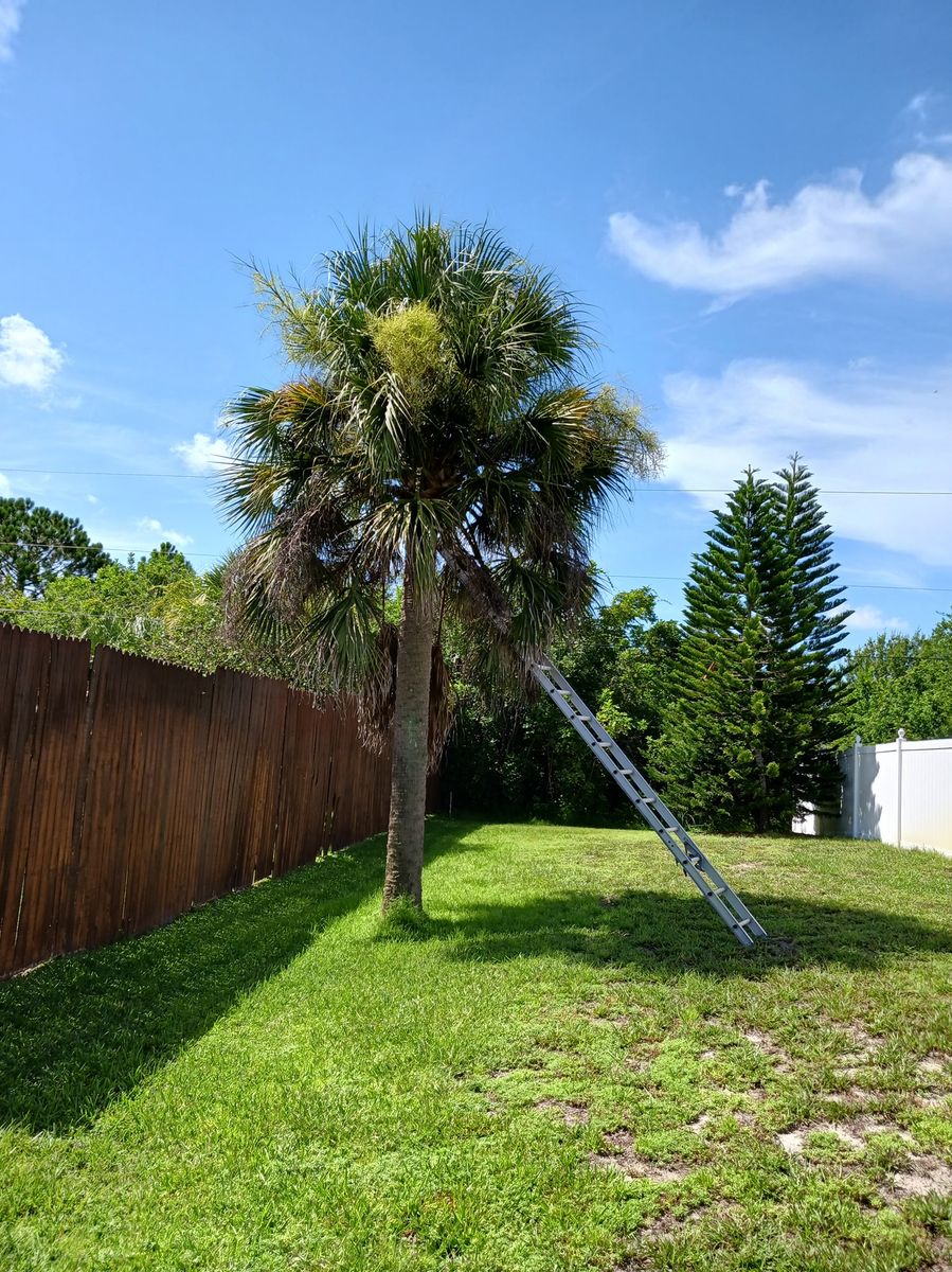 Palm Planting and Maintenance for Unity Maintenance & More LLC in Englewood, FL