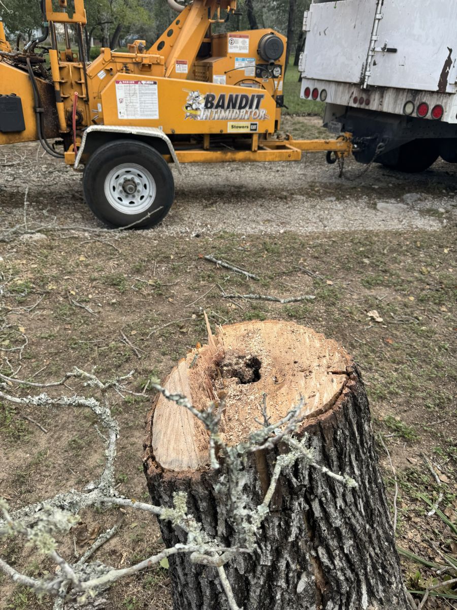 Tree Removal for Braun Tree Service in Floresville, Texas