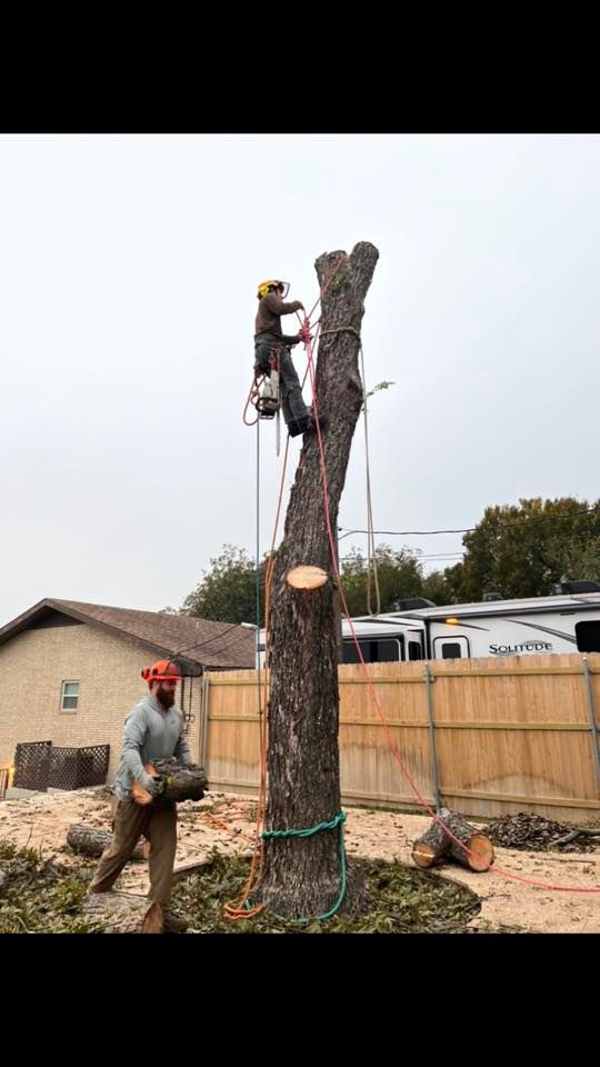 Tree Removal for Camerons Stump Grinding & Tree Services in Austin, TX