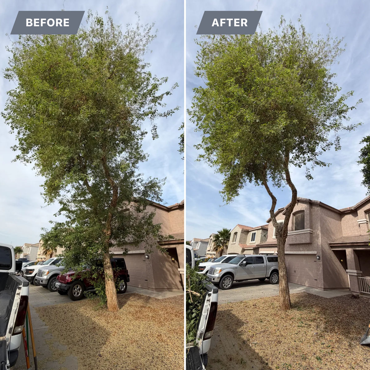 Tree & Shrub Care for Grand Canyon State Landscape Inc. in Surprise, AZ